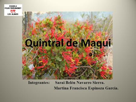 Quintral de Maqui Integrantes: Sarai Belén Navarro Sierra. Martina Francisca Espinoza García.