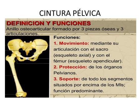 CINTURA PÉLVICA. Cóccix Es un hueso irregular formado por 4 vértebras.