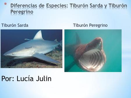 Tiburón Sarda Tiburón Peregrino Por: Lucía Julin.