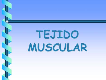 TEJIDO MUSCULAR. b Formación de Músculos del Tórax Esquelético ­Mesodermo (Mesodermo Somático). ­Miotoma  Mioblastos  Fibras Musculares multinucleadas.
