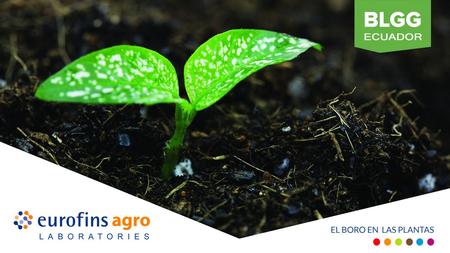 El boro en las Plantas El boro es uno de los siete micronutrientes esenciales para el crecimiento normal de las plantas.micronutrientes En la naturaleza,