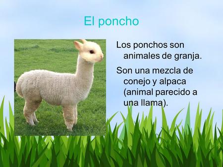 El poncho Los ponchos son animales de granja. Son una mezcla de conejo y alpaca (animal parecido a una llama).