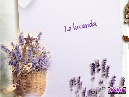 la lavandula es un género de la familia de las lamiáceas que contiene una treintena de especies conocidas como lavanda, alhucema, espliego o cantueso.