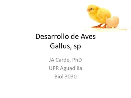Desarrollo de Aves Gallus, sp JA Carde, PhD UPR Aguadilla Biol 3030.