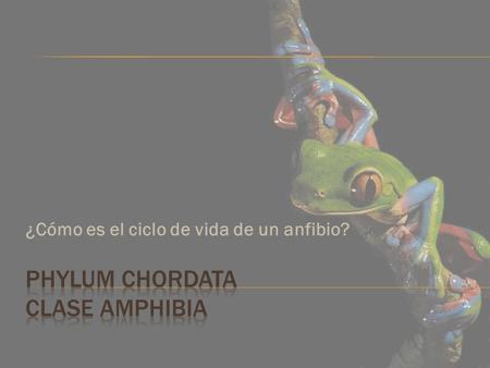 ¿Cómo es el ciclo de vida de un anfibio?.