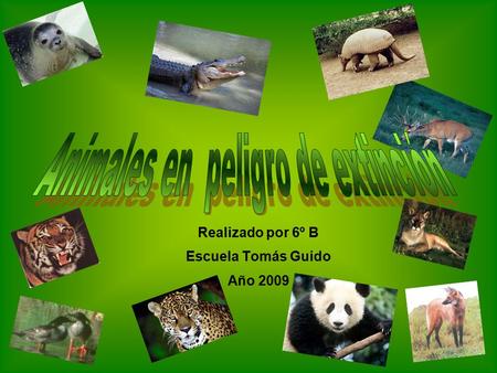 Realizado por 6º B Escuela Tomás Guido Año 2009 ¡La foca en extinción! ¿Por qué la foca está en extinción? Cuando hay derrames de petróleo, un gran número.