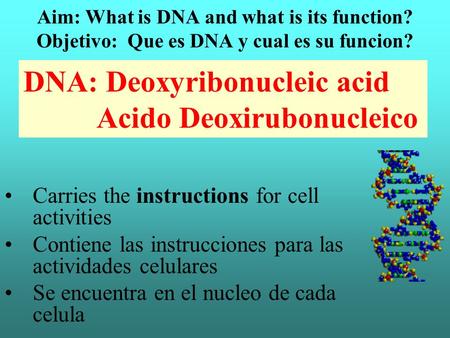 Aim: What is DNA and what is its function? Objetivo: Que es DNA y cual es su funcion? Carries the instructions for cell activities Contiene las instrucciones.