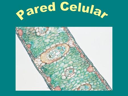 ¿Qué es la pared celular? Es una secreción periférica del citoplasma, la cual forma una capa rígida, localizada en el exterior de la membrana plasmática.