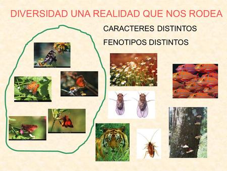 DIVERSIDAD UNA REALIDAD QUE NOS RODEA CARACTERES DISTINTOS FENOTIPOS DISTINTOS.