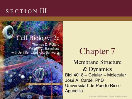 Chapter 7 Membrane Structure & Dynamics S E C T I O N III Copyright 2008 by Saunders/Elsevier. All rights reserved. Illustrations by Graham Johnson Cell.