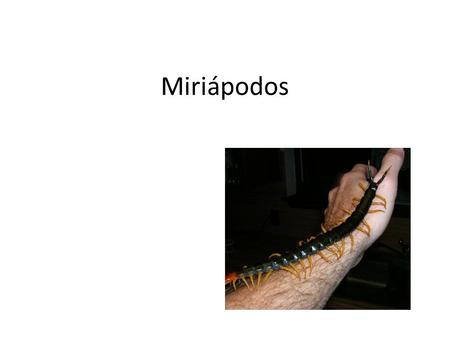 Miriápodos. Características Generales No es un taxón, es un grupo artificial Apéndices unirrameos 1 par de antenas Respiración por tráqueas Excreción.