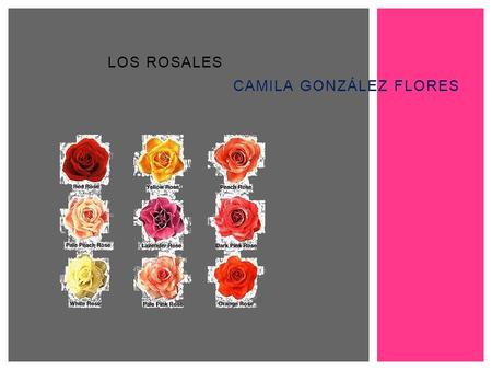 LOS ROSALES CAMILA GONZÁLEZ FLORES.  DESCRIPCION DESCRIPCION  CLASIFICACION CLASIFICACION  CONSEJOS DE JARDINERIAS CONSEJOS DE JARDINERIAS INDICE.