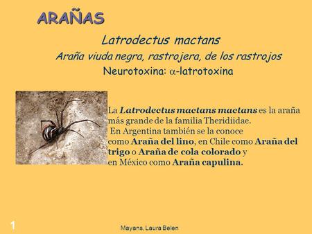 ARAÑAS Latrodectus mactans Araña viuda negra, rastrojera, de los rastrojos Neurotoxina:  -latrotoxina La Latrodectus mactans mactans es la araña más grande.