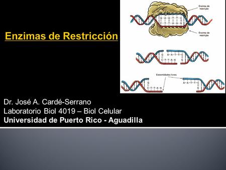 Dr. José A. Cardé-Serrano Laboratorio Biol 4019 – Biol Celular Universidad de Puerto Rico - Aguadilla.