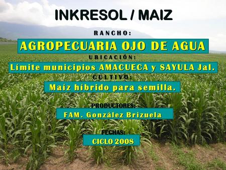INKRESOL / MAIZ RANCHO: AGROPECUARIA OJO DE AGUA UBICACIÓN: Límite municipios AMACUECA y SAYULA Jal. CULTIVO: Maíz híbrido para semilla. PRODUCTORES: FAM.