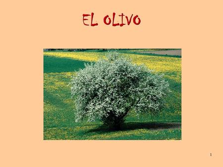 1 EL OLIVO. 2 PRESENTACIÓN El olivo es una especie típicamente mediterránea adaptada al clima de la zona. Es una especie presente en los paisajes de la.