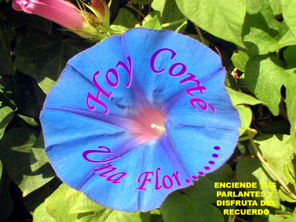HOY CORTÉ UNA FLOR Hoy Corté Una Flor ENCIENDE TUS PARLANTES Y - ppt video online descargar HOY CORTÉ UNA FLOR Hoy Corté Una Flor ENCIENDE TUS PARLANTES Y - ppt video online descargar
