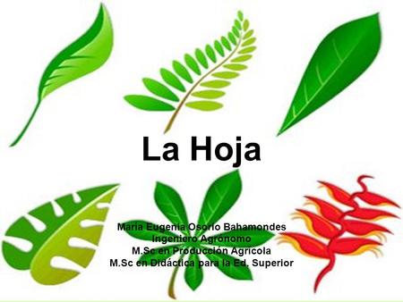 La Hoja María Eugenia Osorio Bahamondes Ingeniero Agrónomo M.Sc en Producción Agrícola M.Sc en Didáctica para la Ed. Superior.