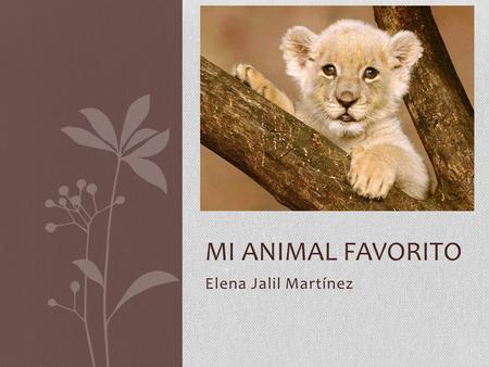 Elena Jalil Martínez MI ANIMAL FAVORITO. Datos Generales El león es un mamífero carnívoro de la familia de los felinos y una de las 4 especies del genero.