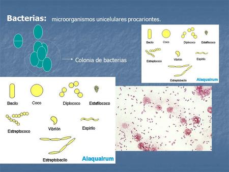 Microorganismos unicelulares procariontes. Bacterias: Escherichia coli Colonia de bacterias.
