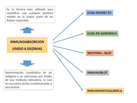 INMUNOABSORCION UNIDO A ENZIMAS ELISA INDIRECTO ELISA EN SANDWICH WESTERN – BLOT INMUNOBLOT INMUNOHISTOQUIMICA Es la técnica más utilizada para cuantificar.
