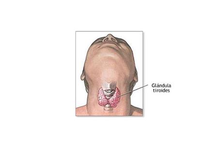 |. Glándulas salivales: 1. Glándula parótida 2. Glándula submandibular 3. Glándula sublingual Glándulas salivalesGlándula parótidaGlándula submandibular.