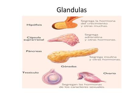 Glandulas.