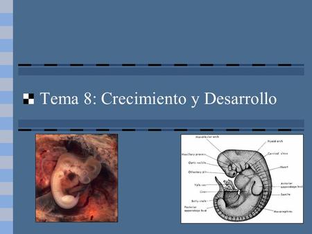 Tema 8: Crecimiento y Desarrollo. Fases del desarrollo embrionario Segmentación: el zigoto se transforma en mórula y en blástula Gastrulación: Se forma.