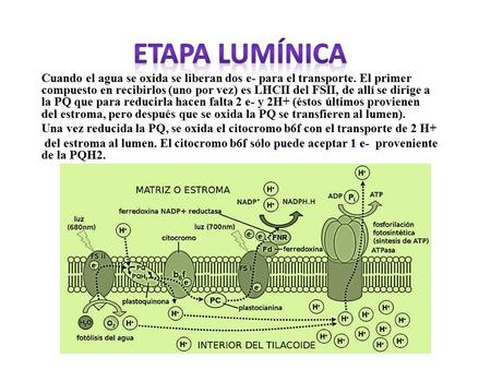 Cuando el agua se oxida se liberan dos e- para el transporte. El primer compuesto en recibirlos (uno por vez) es LHCII del FSII, de allí se dirige a la.