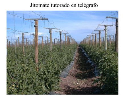 Jitomate tutorado en telégrafo. Tutorado en telégrafo.