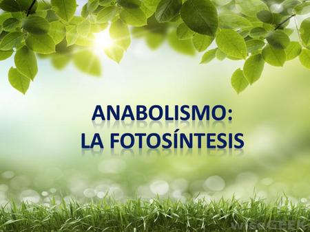 ÍNDICE: Clasificación de los organismos en función de la forma de nutrición Fotosíntesis Pigmentos fotosintéticos Fotosistemas Relación entre ambos fotosistemas.