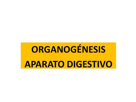 ORGANOGÉNESIS APARATO DIGESTIVO. ¿Cómo ocurre la formación del aparato digestivo?