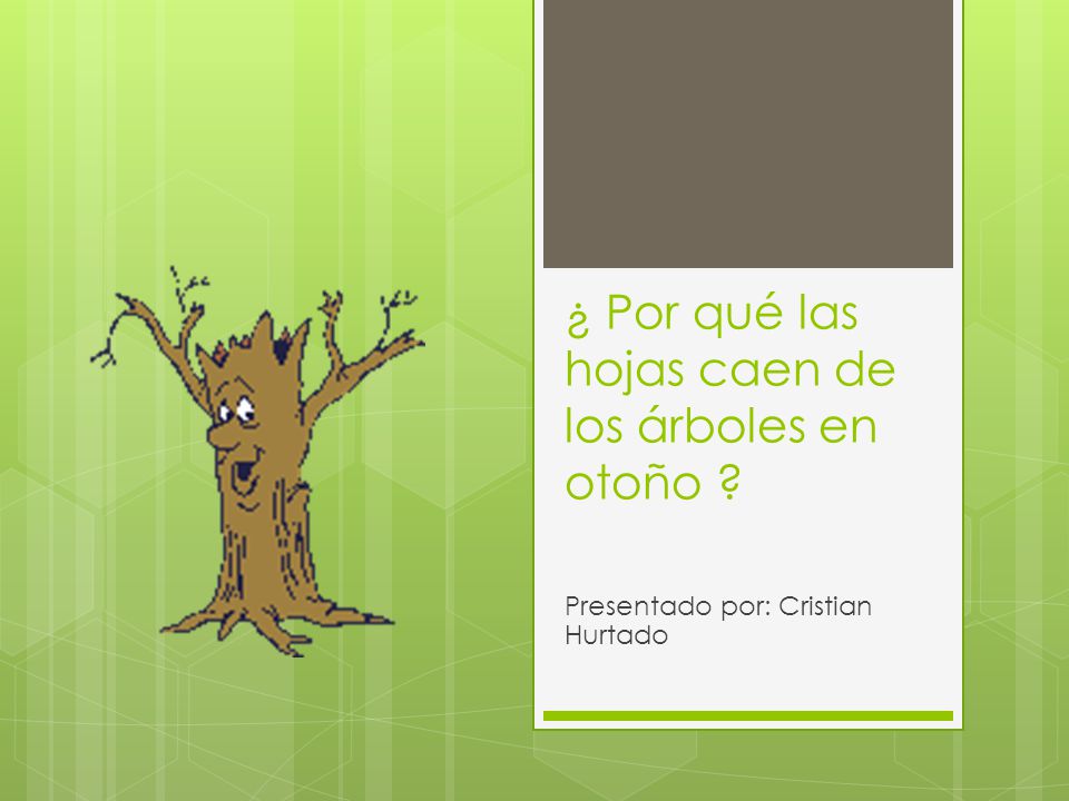 Por qué las hojas caen de los árboles en otoño ? Presentado por: Cristian  Hurtado. - ppt descargar