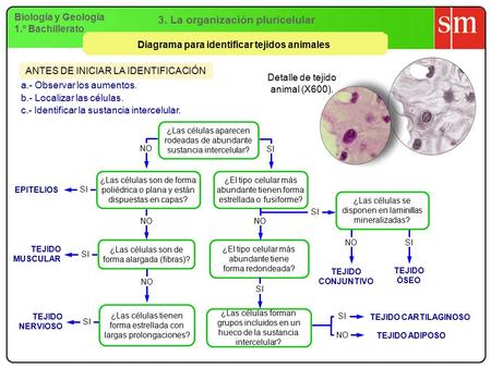 Biología y Geología 1.º Bachillerato 3. La organización pluricelular Diagrama para identificar tejidos animales Detalle de tejido animal (X600). ANTES.