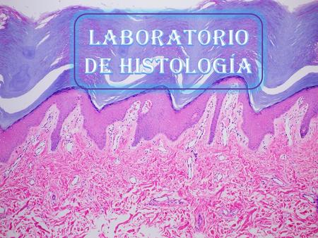 EPITELIO SIMPLE CÚBICO ATLAS DE HISTOLOGÍA DIFIORI (Corte transversal-HE-170x) LA HISTOTECA-ATLAS VIRTUAL DE PREPARADOS HISTOLÓGICOS