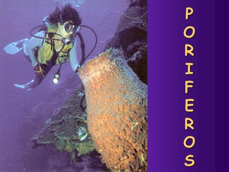 PORIFEROSPORIFEROSPORIFEROSPORIFEROS. UBICACIÓN  Reino : Animal  Subreino: Parazoa  Filum: Porífera Nivel celular: sin tejidos Asimétricas.
