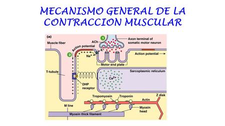 MECANISMO GENERAL DE LA CONTRACCION MUSCULAR