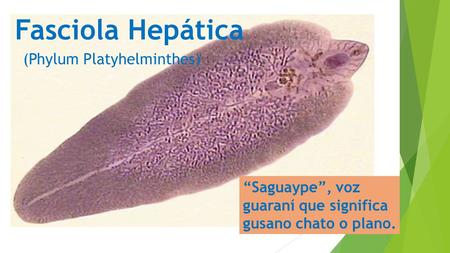 Fasciola Hepática (Phylum Platyhelminthes) “Saguaype”, voz guaraní que significa gusano chato o plano.