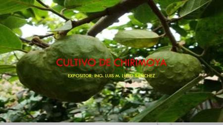 CULTIVO DE CHIRIMOYA EXPOSITOR: ING. LUIS M. LUYO SÁNCHEZ.

Cañete-Perú