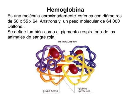 Hemoglobina Es una molécula aproximadamente esférica con diámetros de 50 x 55 x 64 Anstrons y un peso molecular de Daltons.. Se define también como.