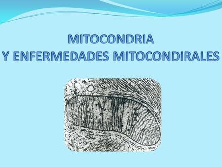  Doble membrana: *Externa lisa *Interna plegada -Cardiolipina -Sintasa de ATP  Espacio intermembranal  Espacio de matriz *Viscoso *Gránulos  ADN mitocondrial.