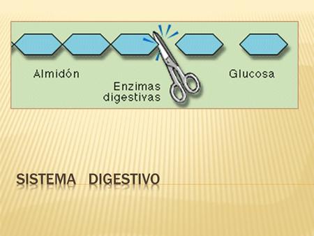  Conocer la anatomía y fisiología del Sistema Digestivo.  Conocer los órganos que interviene en la digestión  Describir la estructura y funcionamiento.
