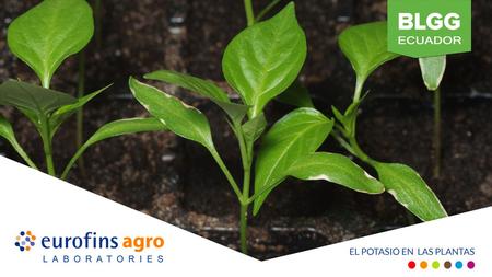 El Potasio en las plantas El potasio es un nutriente esencial para las plantas y es requerido en grandes cantidades para el crecimiento y la reproducción.