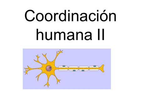 Coordinación humana II. El sistema nervioso Es un conjunto de células muy especializadas, encargadas de una serie de funciones vitales: >Transmitir impulsos.