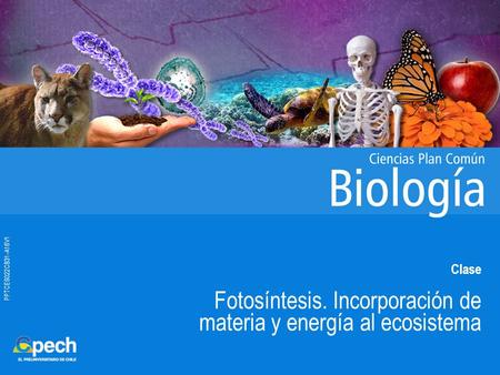PPTCES022CB31-A16V1 Clase Fotosíntesis. Incorporación de materia y energía al ecosistema.