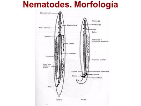 Nematodes. Morfología. Nematodes intestinales Enterobius vermicularis Trichuris trichiura Ascaris lumbricoides Strongyloides stercoralis Uncinarias –Ancylostoma.