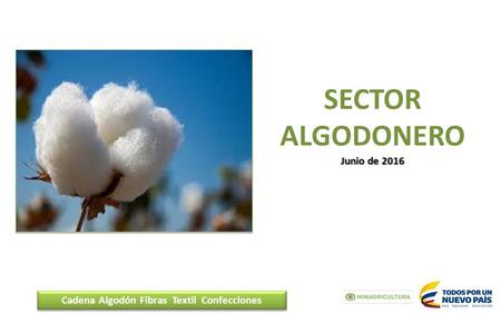 Junio de 2016 SECTOR ALGODONERO Junio de 2016 Cadena Algodón Fibras Textil Confecciones.
