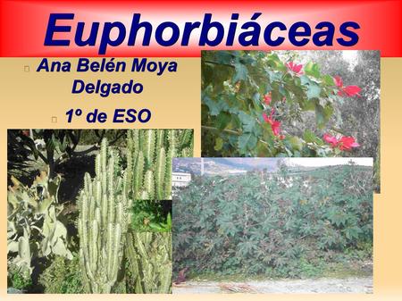 Euphorbiáceas Ana Belén Moya Delgado 1º de ESO. Euphorbiáceas La familia de las euphorbias casi todas sus plantas contienen látex.