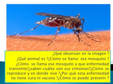 ¿Qué observan en la imagen ? ¿Qué animal es ?¿Cómo se llama ese mosquito ? ¿Cómo se llama ese mosquito y que enfermedad transmite?¿saben cuáles son sus.