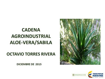 CADENA AGROINDUSTRIAL ALOE-VERA/SABILA OCTAVIO TORRES RIVERA DICIEMBRE DE 2015.